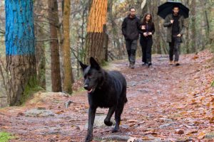 17122012. Bosque de Oma.Daniel Rivas. Urdin el perro.