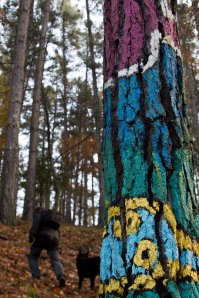 17122012. Bosque de Oma.Daniel Rivas.