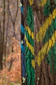 17122012. Bosque de Oma.Daniel Rivas. Urdin el perro.