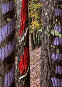 17122012. Bosque de Oma.Daniel Rivas. Urdin el perro.